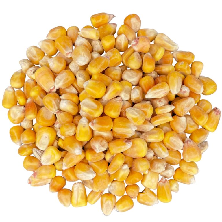 CORN