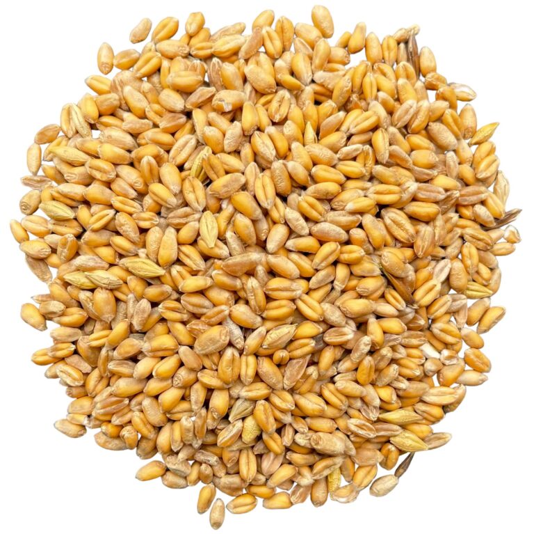 wheat